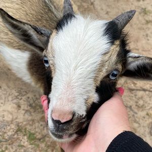 Meet your Posher, Brandi